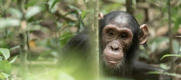 Chimpanzee trekking in Kibale National Park