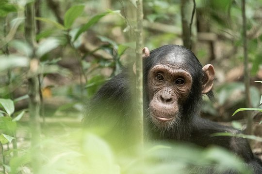 Chimpanzee trekking in Kibale National Park