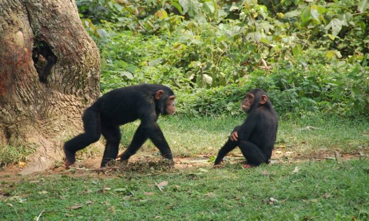 Chimpanzee trekking in Kibale National Park 