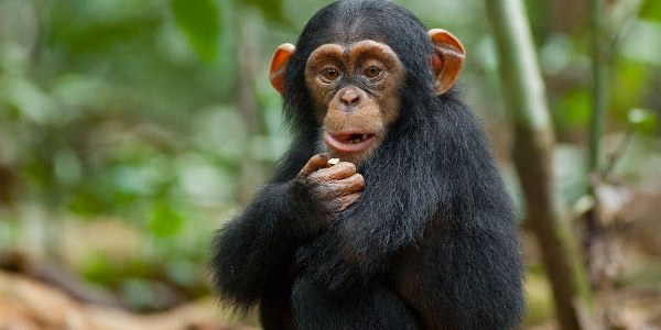 Chimpanzee trekking in Queen Elizabeth national park
