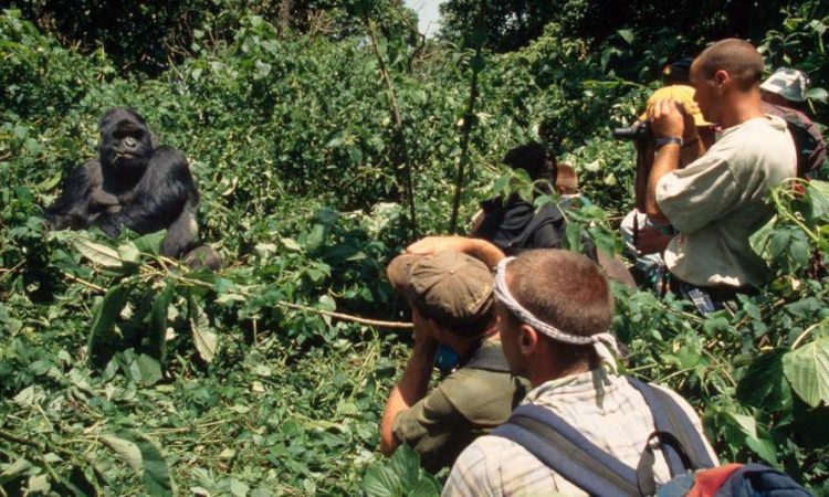 Gorilla Habituation in Bwindi Impenetrable National Park