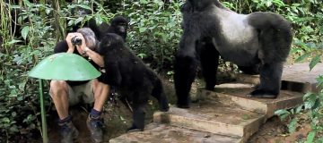 Gorilla Habituation in Bwindi Impenetrable National Park