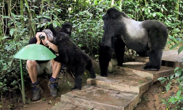 Gorilla Habituation in Bwindi Impenetrable National Park