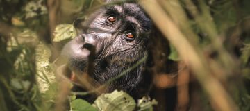 Gorilla Trekking Guide in Uganda