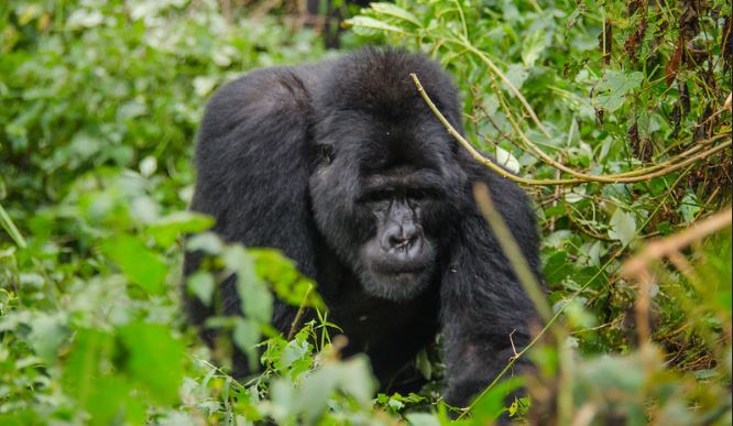 Gorilla Trekking Guide in Uganda