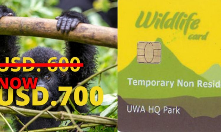 Gorilla Trekking Permit in Uganda