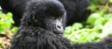 Gorilla Trekking in Rwanda