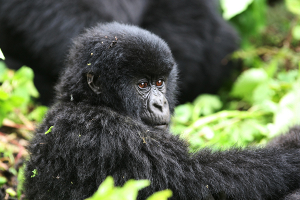 Gorilla Trekking in Rwanda