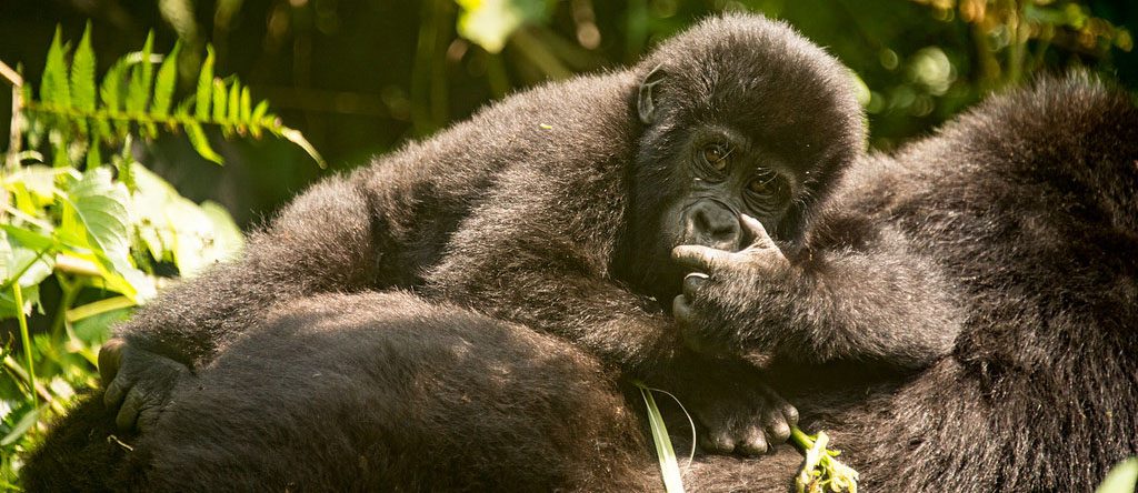 Gorilla Trekking in Rwanda