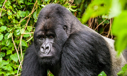 Gorilla Trekking in Virunga National Park