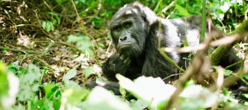 Activities in Bwindi Impenetrable National Park