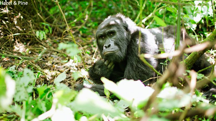 Activities in Bwindi Impenetrable National Park