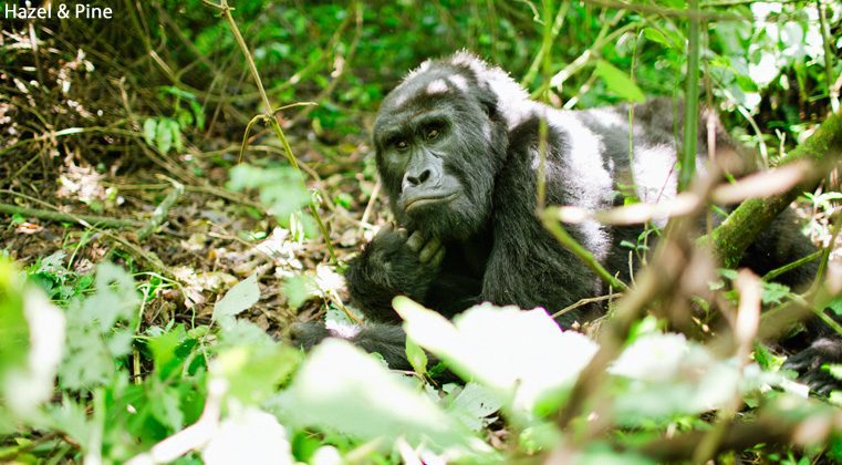 Activities in Bwindi Impenetrable National Park