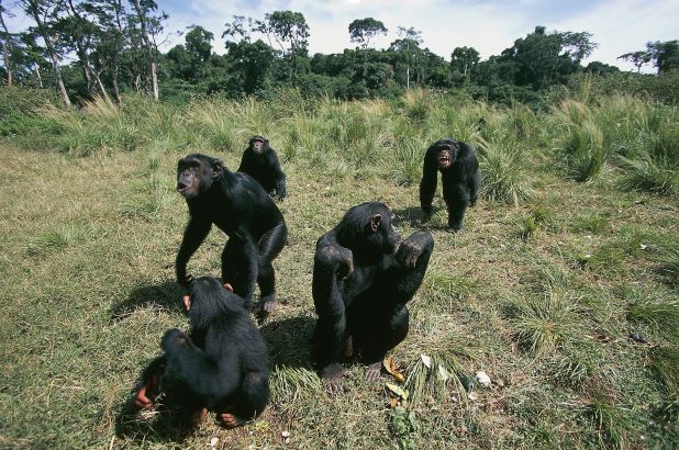 Primate Safaris in Uganda 2021