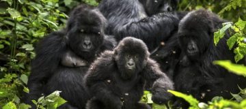 Rwanda Gorilla Families