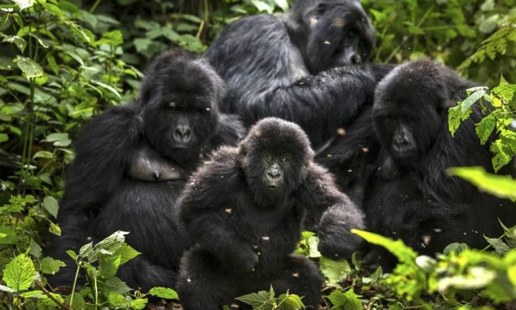 Rwanda Gorilla Families