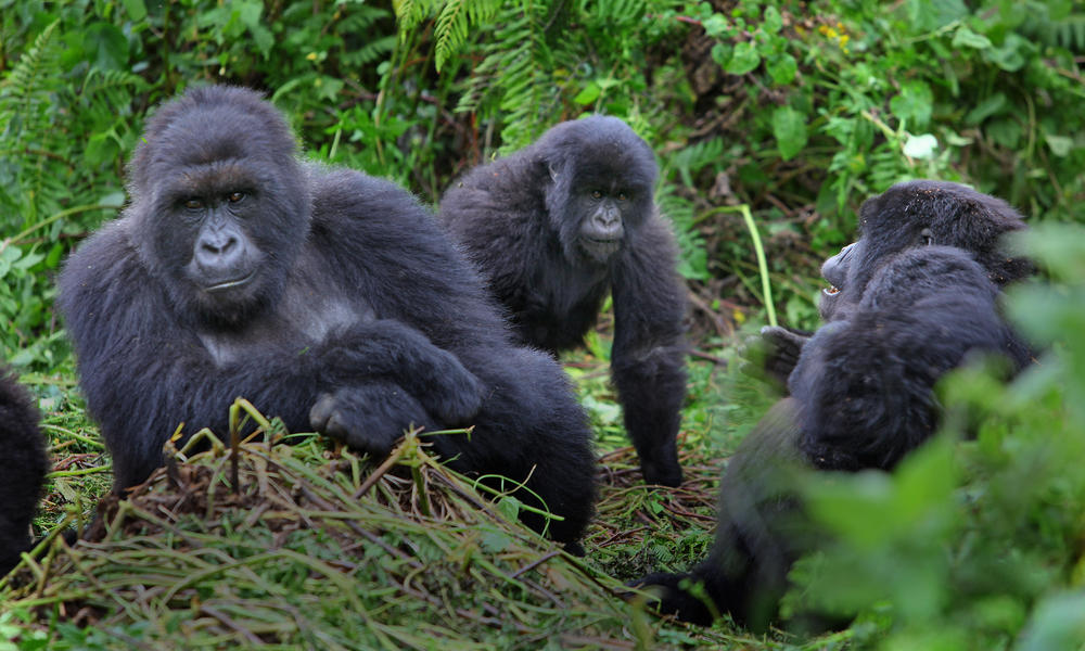 Rwanda Gorilla Families