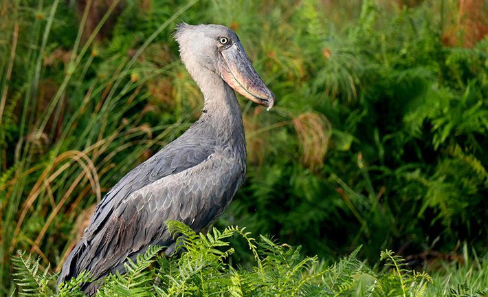 Birding Safaris in Uganda 