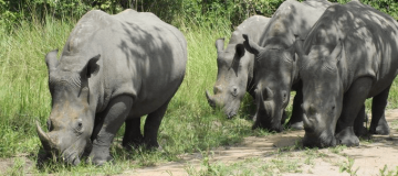 Ziwa Rhino Sanctuary