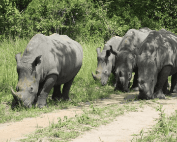 4 Days Murchison Falls Park Safari