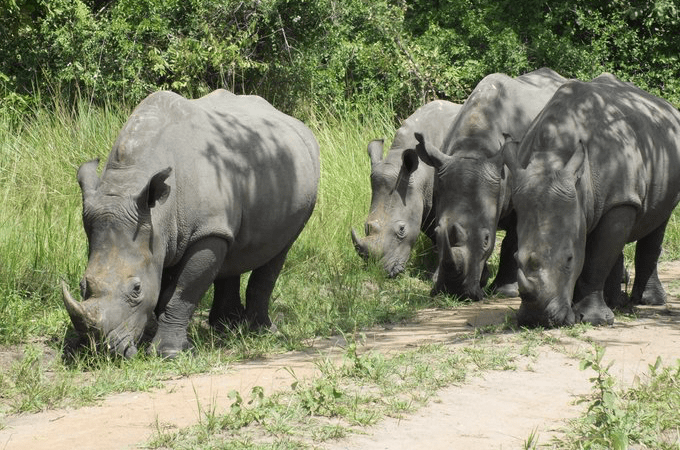 Ziwa Rhino Sanctuary