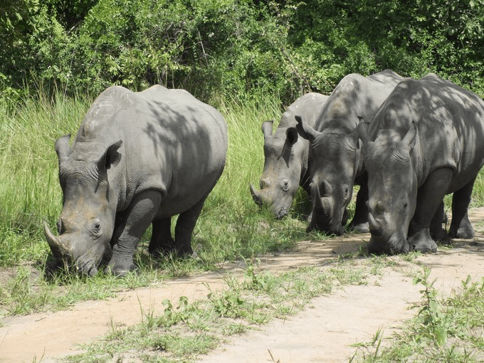 10 Days Best of Uganda safari