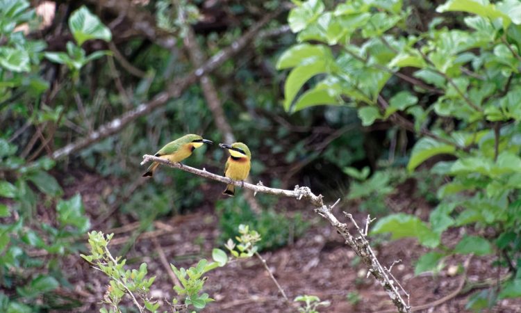 birding in  budongo forest