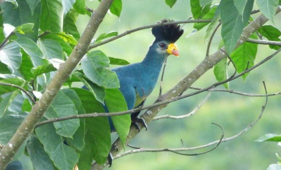 bird in kibale forest national park