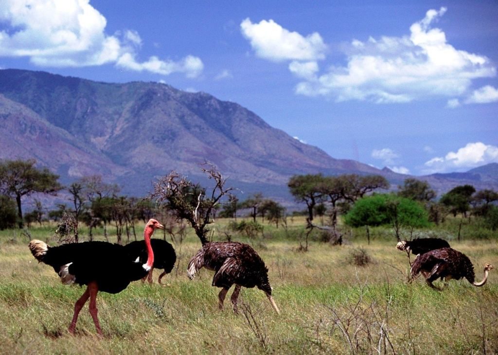 Activities in Kidepo Valley National Park