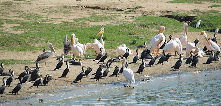 birding in queen Elizabeth national park 