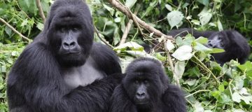 Gorilla Trekking in Virunga National Park