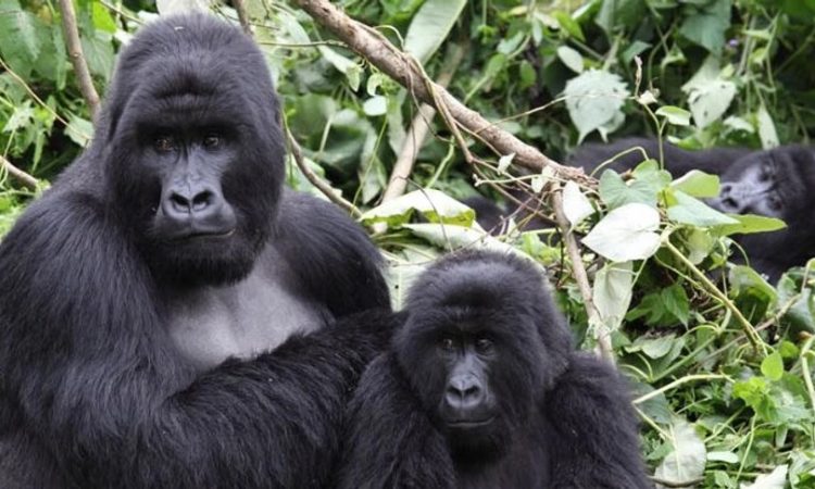 Gorilla Trekking in Virunga National Park