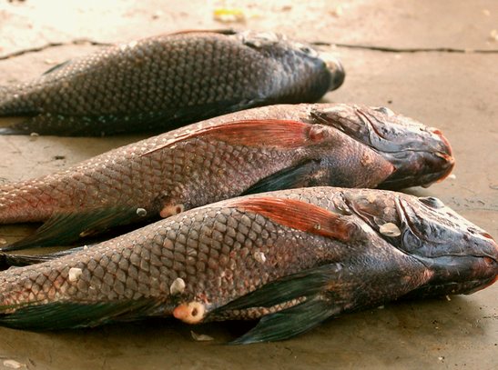 fishing in lake mburo 