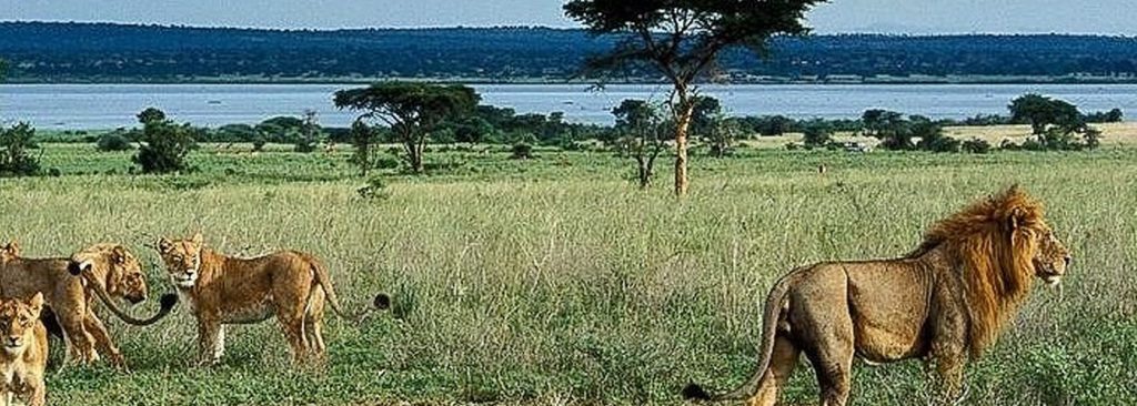 lions in murchison falls national park