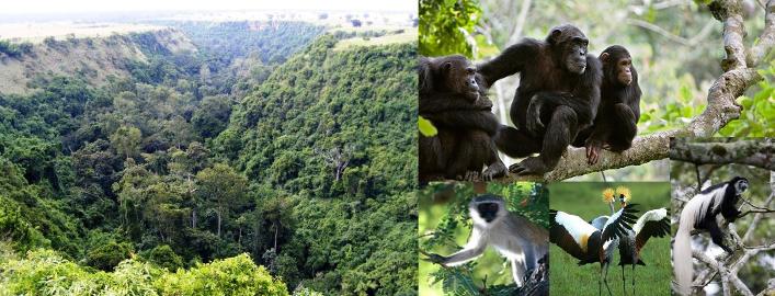 queen elizabeth park chimpanzee trekking