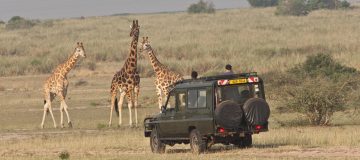 Top Uganda Safari Activities