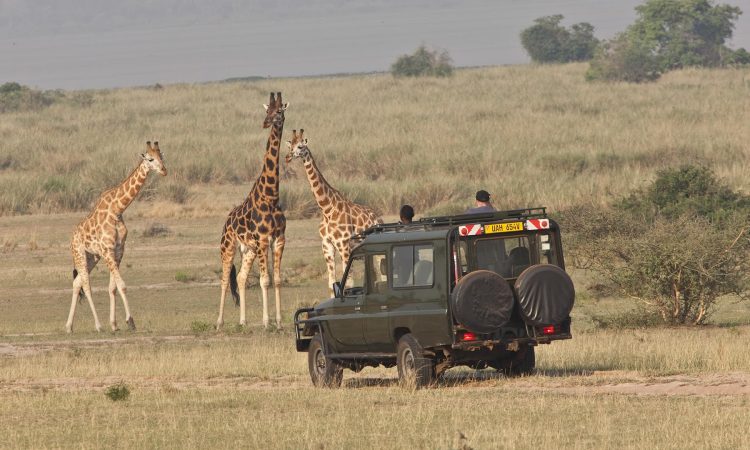 Top Uganda Safari Activities