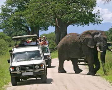 5 Days Queen Elizabeth & Mount Rwenzori Safari 