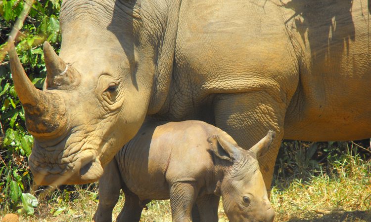 ziwa rhino sanctuary