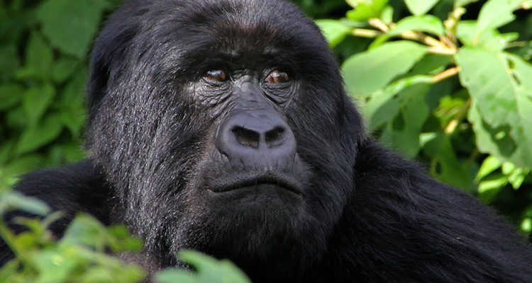 2 Days Rwanda Gorilla Trekking Safari