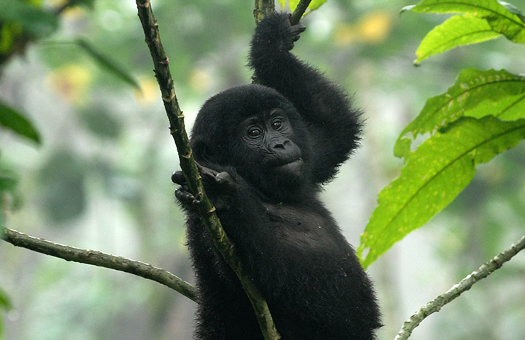 2 Days Rwanda Gorilla Trekking Safari