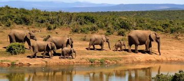 3 Days Akagera Wildlife Safari