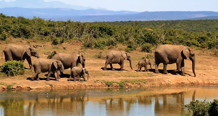 3 Days Akagera Wildlife Safari