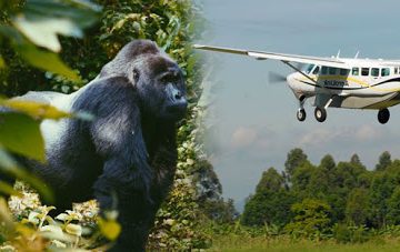 3 Days Bwindi Flying Safari