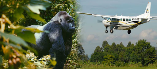 3 Days Bwindi Flying Safari