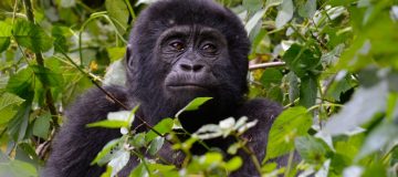 Gorilla Trekking in Rwanda Vs Congo