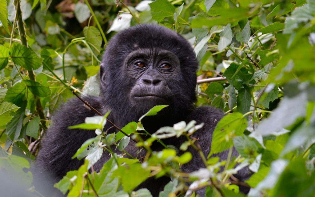 3 Days Bwindi Flying Safari