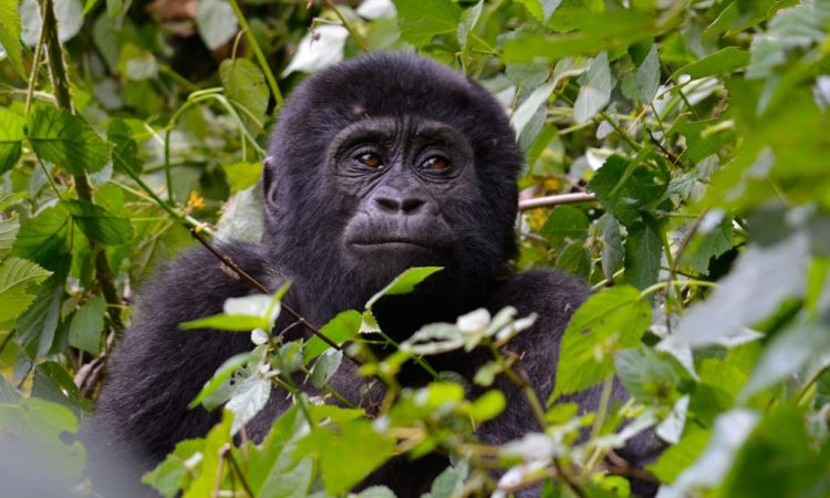 5 Mount Nyiragongo Hike & Bwindi Gorilla Trekking from Kigali