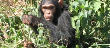 6 days Rwanda primate safari