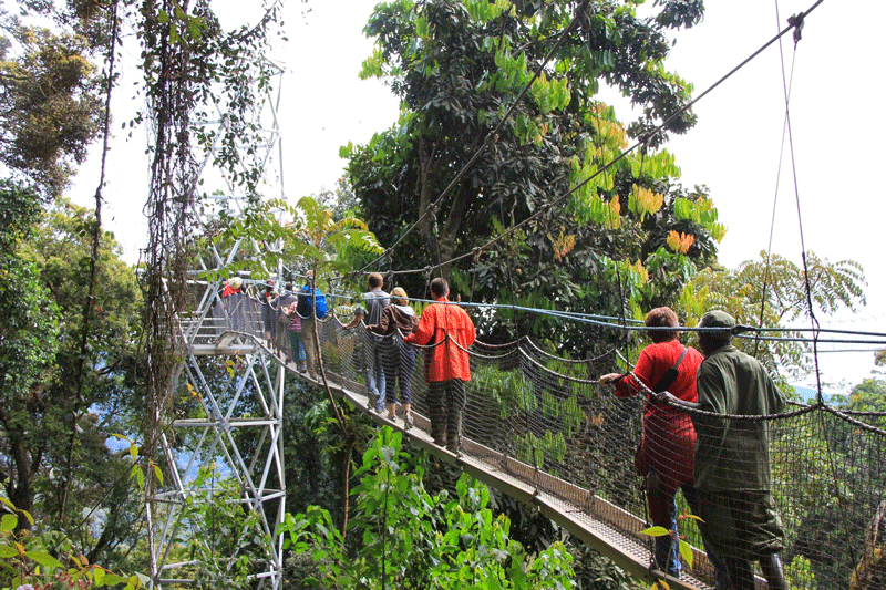 Top Activities in Nyungwe National Park 2022